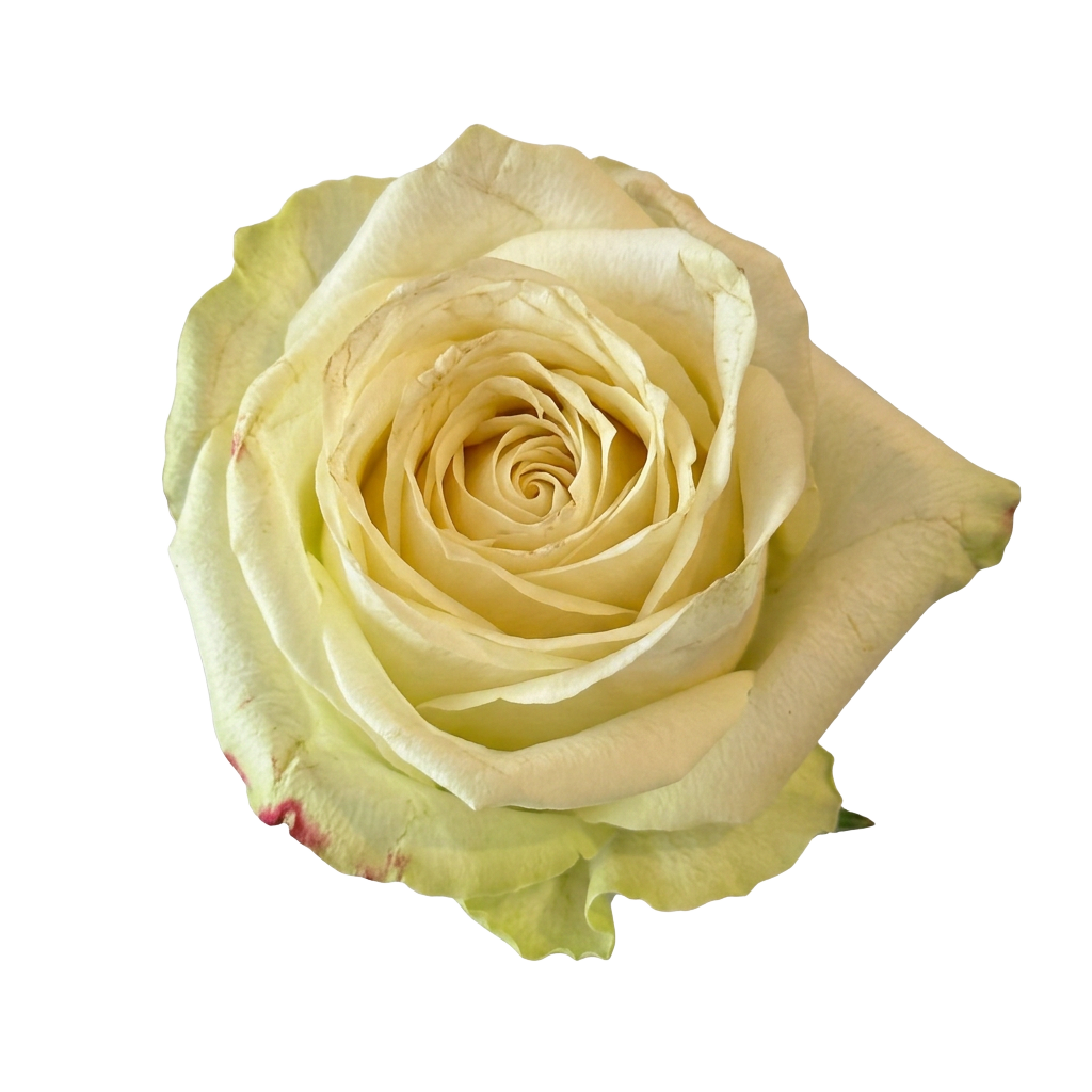 Cream Rose