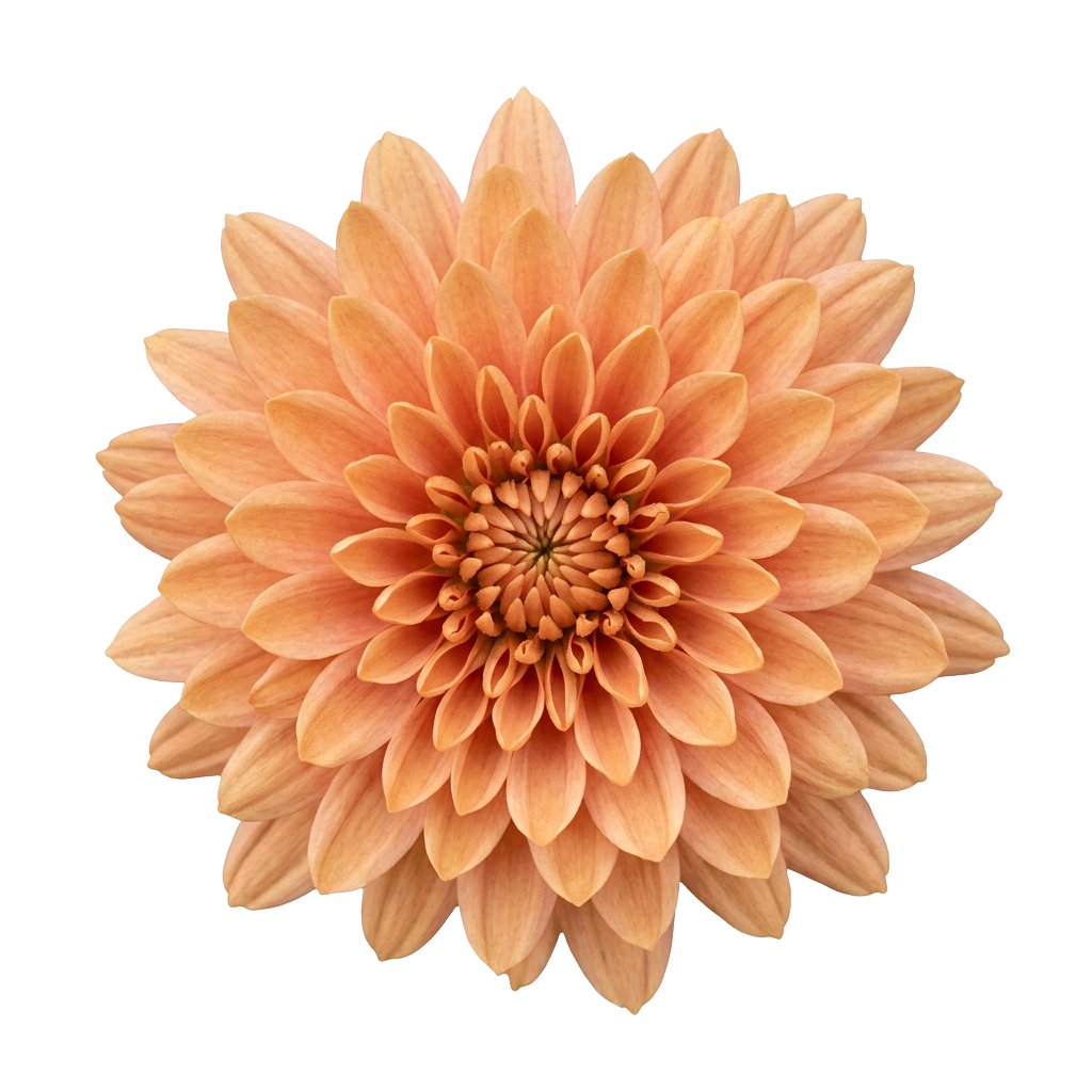 Peach Chrysanthemum