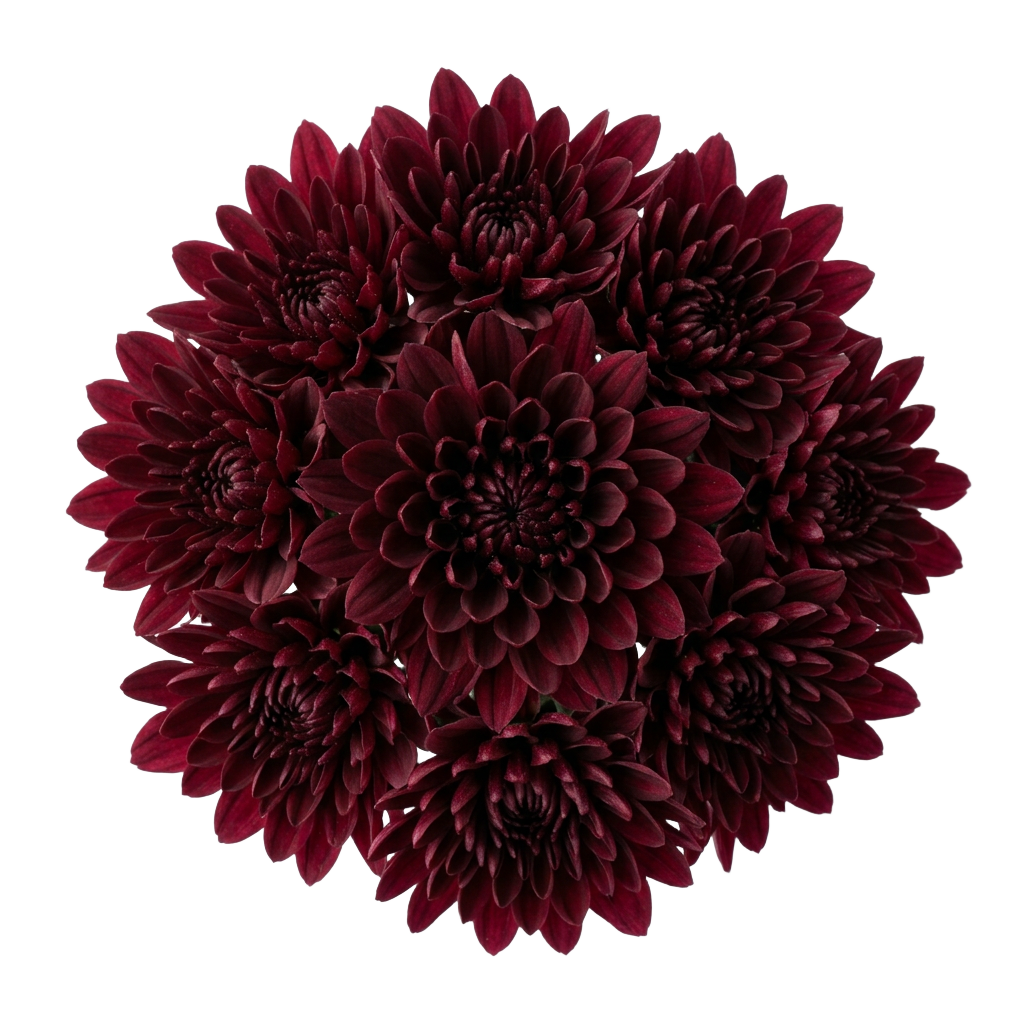 Burgundy Chrysanthemum