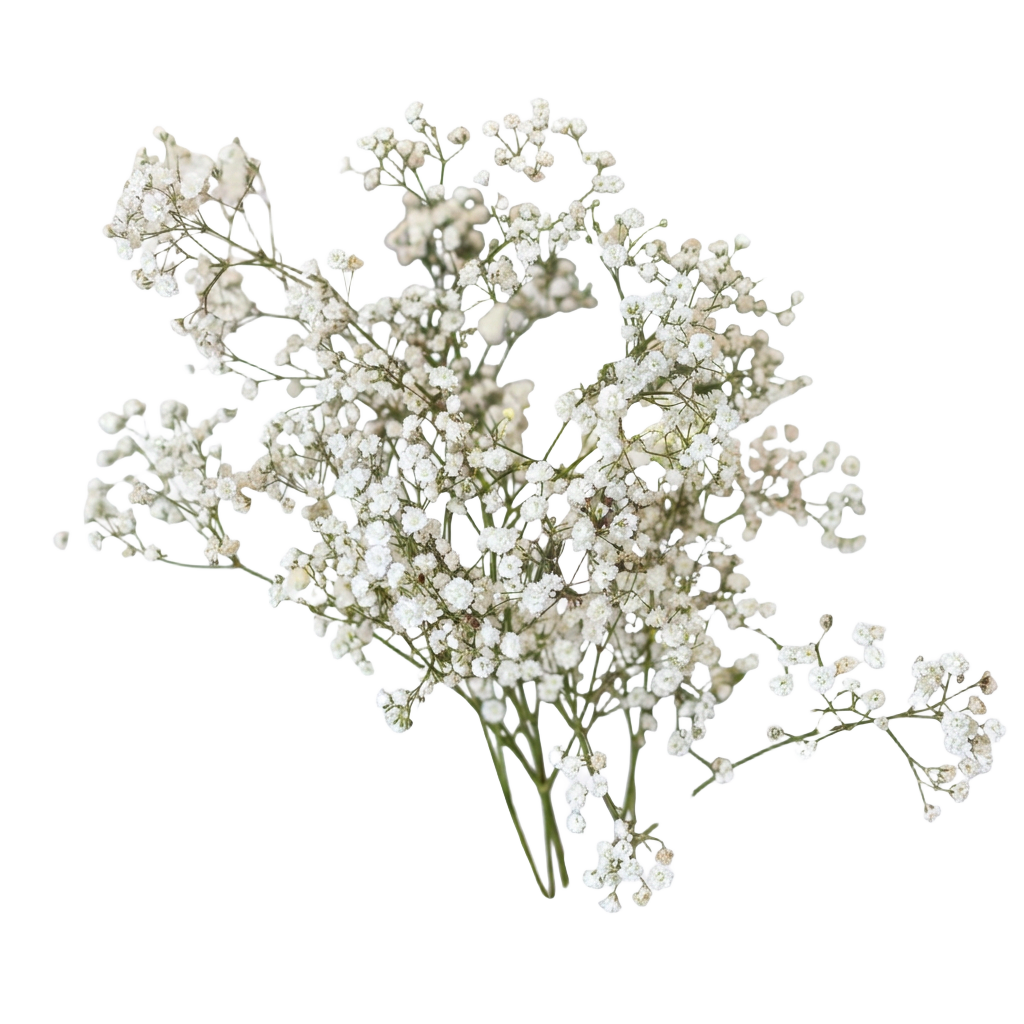 Baby's Breath