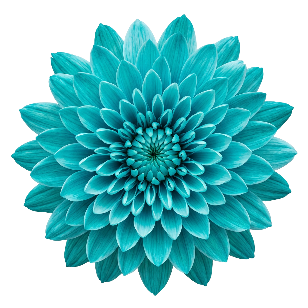 Turquoise Chrysanthemum