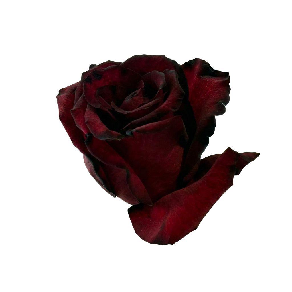 Burgundy Rose