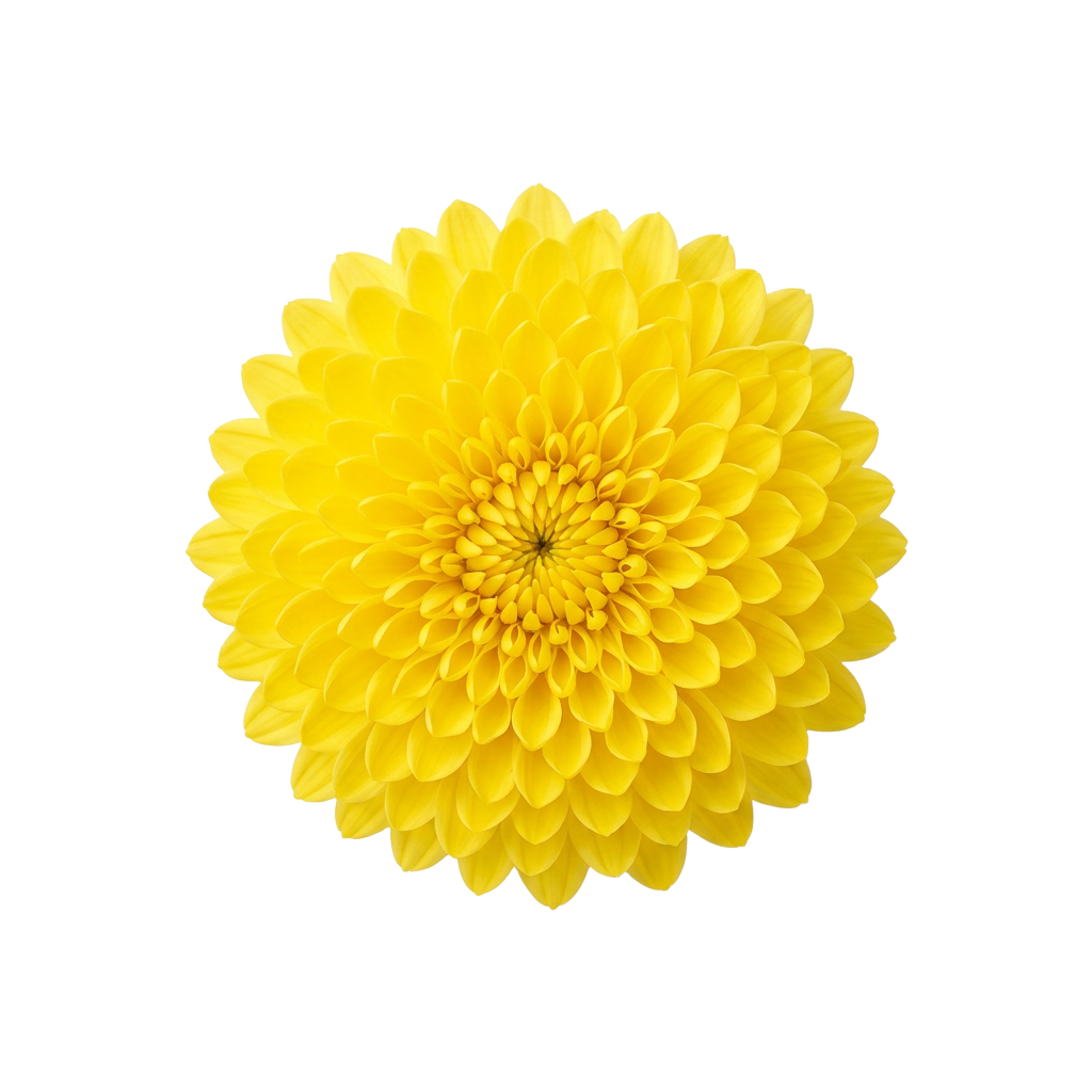 Yellow Chrysanthemum