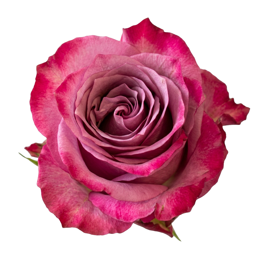 Magenta Rose