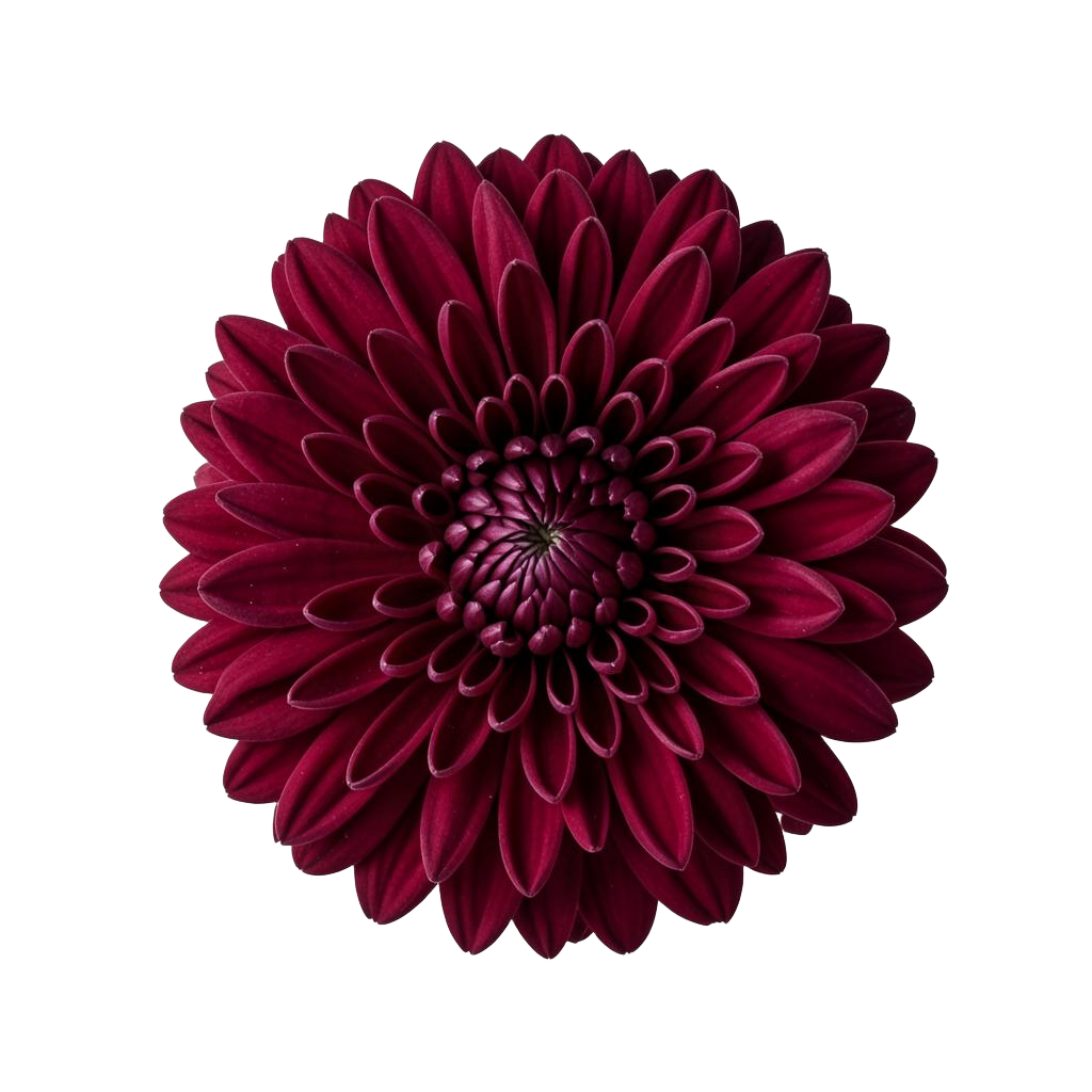 Burgundy Chrysanthemum
