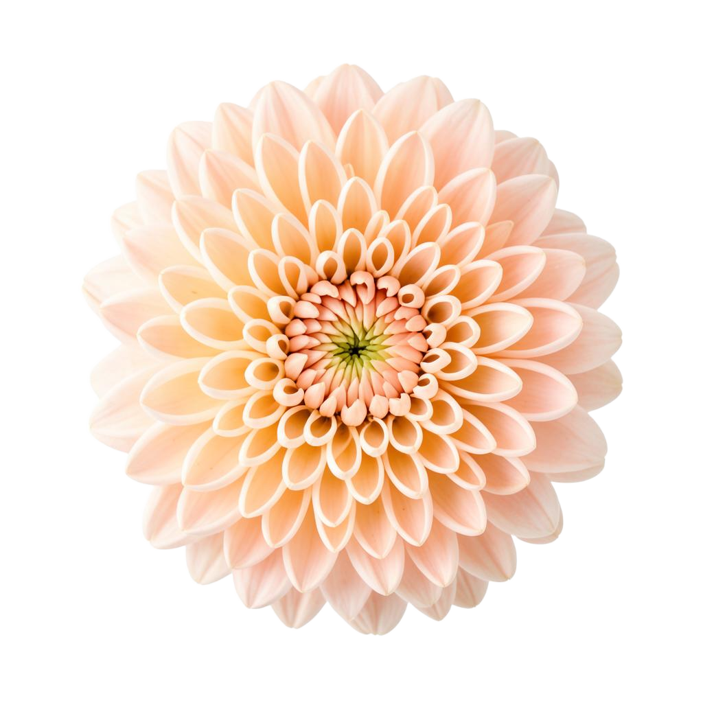 Peach Chrysanthemum