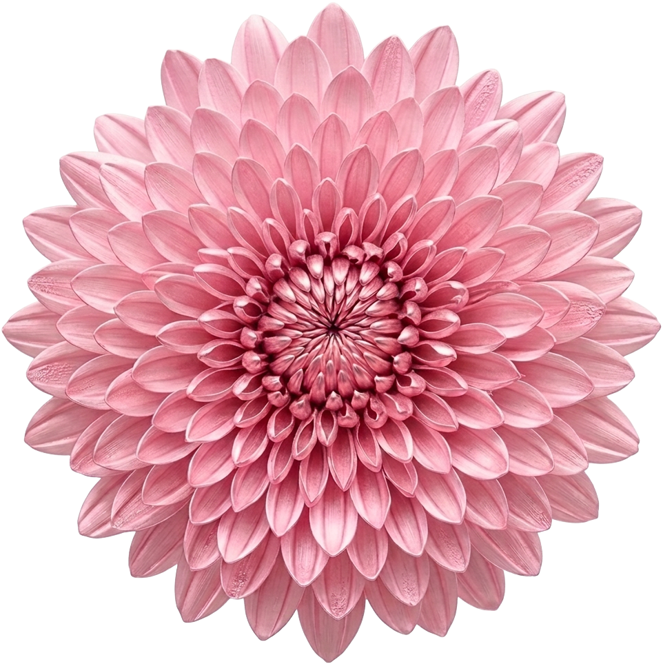 Pink Chrysanthemum
