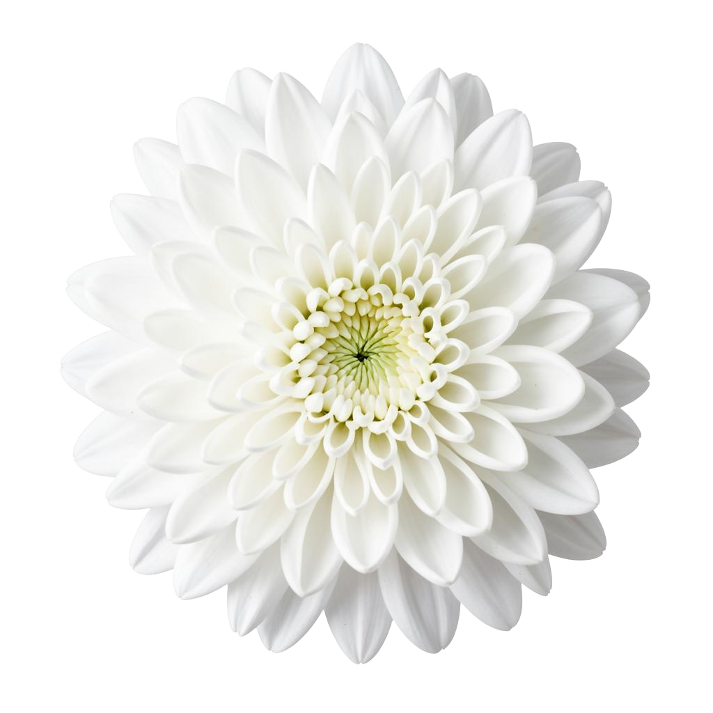 White Chrysanthemum