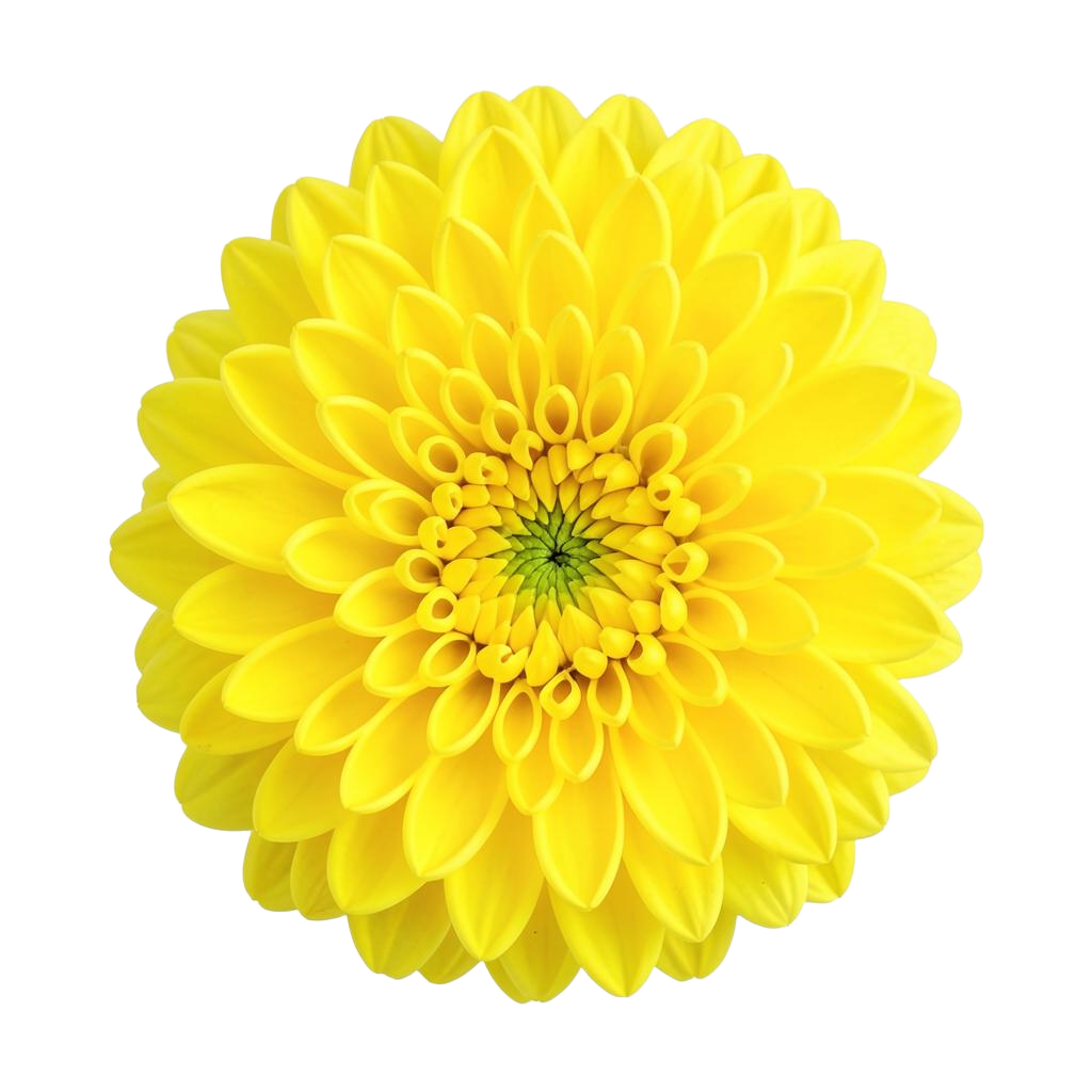 Yellow Chrysanthemum